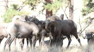 Bighorn rams fight and head butting [upl. by Koo]