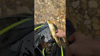 shorts CATCH AND RELEASESUSCRÍBETE foryou mazuelasflyfishing fishing pesca viral fyp [upl. by Paske]