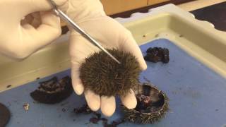 Sea Urchin amp Sand Dollar Dissection Part1 Coe [upl. by Onnem155]