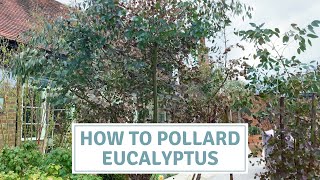 How To Pollard Eucalyptus  Pruning Eucalyptus [upl. by Balas832]