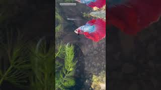 His mood swings 🙀😂 shorts breeding bettafish [upl. by Anavlys439]