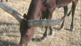 Dead Broke Ranch Watusi and Gyr Brahman Cattle [upl. by Aneeram]