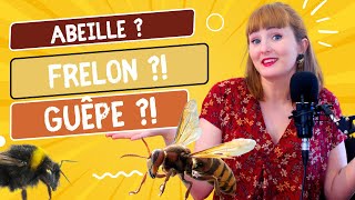 Abeilles Frelons Guêpes et Bourdon Comment on RECONNAIT [upl. by Eelytsirk]