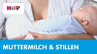 HebammenTipps Stillen Milchstau HiPP Ratgeber [upl. by Holzman299]