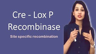 CRE LOX P Recombinase I Site specific recombination I Bacteriophage P [upl. by Letrice]