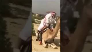 الجمل ماقدر يقوم من ثقله 😂😂 اكسبلور ضحك [upl. by Sillyhp521]