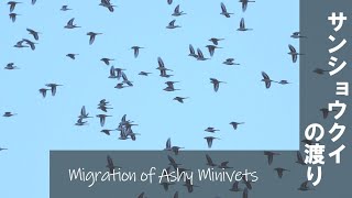 Migration of Ashy Minivets サンショウクイの渡り 【野鳥撮影野鳥動画】 [upl. by Anesusa]