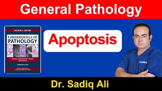 General Pathology Apoptosis  Apoptosis  Dr Sadiq Ali [upl. by Sirak]