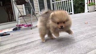 Cute pomeranian puppy barking funny and adorable [upl. by Scheld]