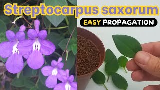 Streptocarpus saxorum  2 BEST ways to Propagate [upl. by Lletnahc]