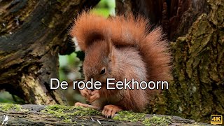 De rode Eekhoorn [upl. by Danella661]