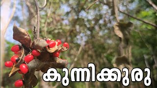 കുന്നിക്കുരു  കുന്നിക്കുരുവിൽ വിഷം ഉണ്ടോ  kunnikkuru  Rosary pea  Abrus precatorius [upl. by Aisinut169]