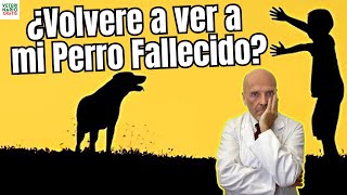 💔 ¿VOLVERE A VER A MI PERRO FALLECIDO 💔 [upl. by Freddie992]