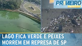 SP Lago do Ibirapuera fica verde e peixes morrem em represa no ABC  Primeiro Impacto 110924 [upl. by Angrist668]