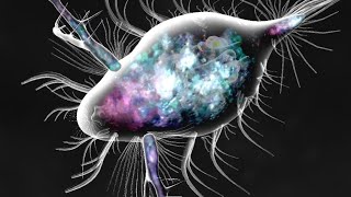 Daphnia amp Copepod VS Creature Creator Bionix Spore Evolution Sim 3D [upl. by Nitsug]