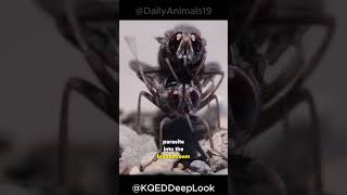 Tsetse Fly  The Deadliest Fly On Earth [upl. by Gotthelf]