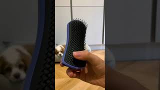 Unofficial Tangle Teezer Advertisement Pet Teaser Brush pets cavaliers dog [upl. by Nilyak]