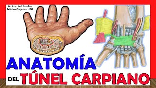 🥇 Anatomía del TÚNEL CARPIANO Límites Contenido Ligamentos [upl. by Aciraj]