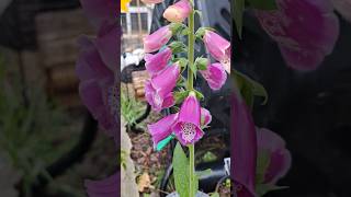 Foxglove Flowers relaxing nature gardening flowers [upl. by Anyrak]