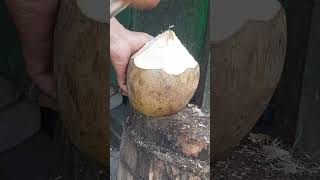 Style coconut cutting Asmr shorts coconut satisfying videoviral pemula fyp [upl. by Soni]