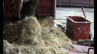 Compacting poultry feathers  press water out of feathers with screw compactor [upl. by Malachi]