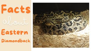 Venom and Vibrations The Eastern Diamondback Rattlesnake Story [upl. by Kleiman]