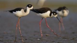 Through the Lens Blacknecked Stilt [upl. by Woehick]