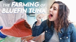 The Farming of Bluefin Tuna  Foodbeast Doc [upl. by Nylemaj]