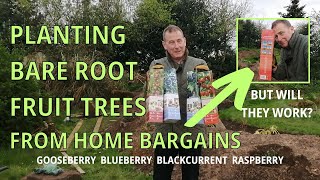 Planting Bareroot Fruit Tree Sticks Blueberry Raspberry Gooseberry Blackberry from HOME BARGAINS [upl. by Ynafetse]