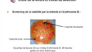 Extrait de protéine de levure  de la levure à lapplication dans le collage des jus et des moûts [upl. by Selec323]