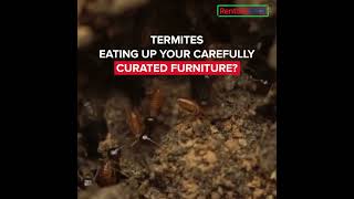 Are Those Termites Feasting on Your Furniture [upl. by Lauro]