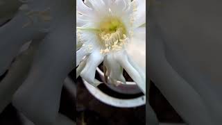 ECHINOPSIS TUBIFLORA [upl. by Mis]