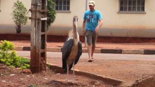 Man Attacked by African Stork [upl. by Carroll297]