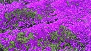 Delosperma cooperi  Iceplant [upl. by Anirual]