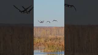 Two Bean Geese and two Greater WhiteFronted Geese Anser fabalis Anser albifrons Bird watching [upl. by Gaal772]