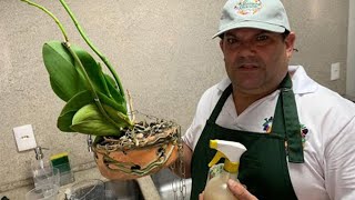 Como fazer uma receita de enraizador e como usar nas suas plantas flores e frutas [upl. by Amimej]