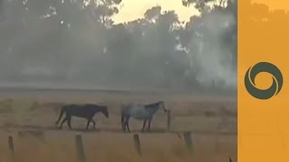 Bushfire In Australia  Destruction Pain And Despair [upl. by Hpejsoj]