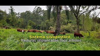 Sistema silvopastoril  Pasturas implantadas bajo árboles [upl. by Old]