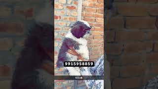 Shonki jatt viewstrendingpetsviralvideos pets puppy viewss viewsforviewscute doglover [upl. by Trevar]