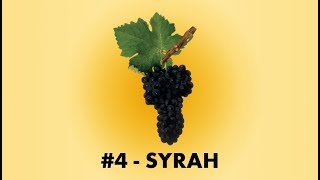 Cépage Sorcier 4  La Syrah [upl. by Ydieh461]