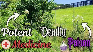 Poison Water Hemlock vs Elderberry SidebySide Detailed Comparison [upl. by Enwahs]