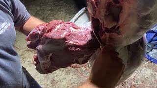 How to Debone a Deer Hind Quarter while Hanging [upl. by Trefler]