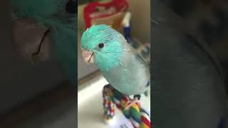 blue parrotlet excited playing singing talking [upl. by Careaga501]