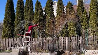 Pruning amp Training my Climbing Roses for more 🌹✂️  Zephirine Drouhin  Backyard Garden Highlights [upl. by Rickey459]