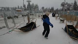 Husky Dog Sledging at Ruka Lapland Walking through the Kennels [upl. by Nanice]