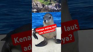 Anjing laut dunialaut duniahewan anjinglaut seals fyp 2025 [upl. by Nabatse]