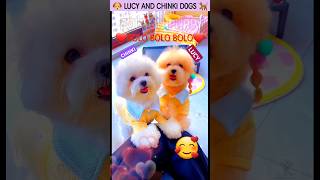 लूसी और चिंकी सबसे सुन्दर 🐶 cutest dog funny story hindi 🐕 cutepuppies cutepuppy [upl. by Morton]