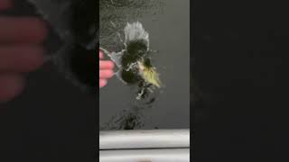 Bass fishing in the rain bassfishing fishing bassfishingismylife bassfishinglife fish bassfish [upl. by Urbanus657]