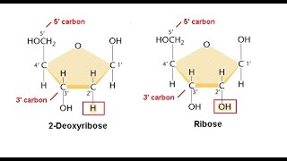 Nucleosides Nucleotides [upl. by Ellekram]