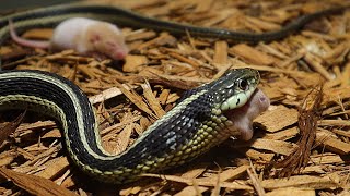 Live Feeding Garter Snake Ingests A Smorgasbord Of Mice [upl. by Azrim]